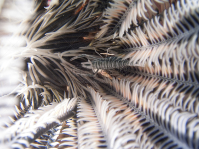 feather star,虾,水平画幅,水肺潜水,无人,水下,海景,海洋生命,摄影