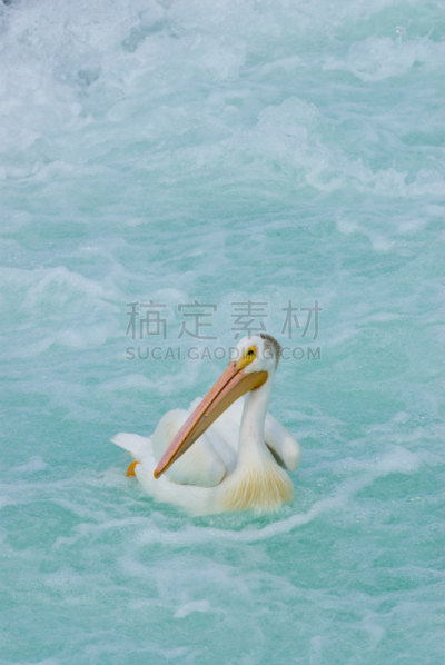 鹈鹕,一个物体,自然,垂直画幅,水,野生动物,鸟类,湿,野外动物,户外