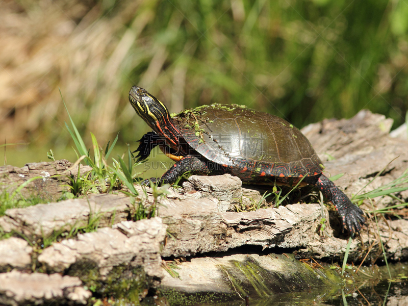 painted turtle,圆木,水平画幅,缅因州,野外动物,户外,湖,北美,爬行纲,河流
