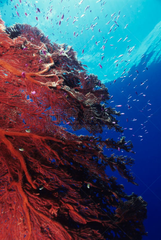 礁石,舞蹈,红色石帆海扇,金贝湾,海扇,anthias fish,巴布亚新几内亚,石帆珊瑚虫,垂直画幅,水