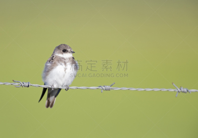 带刺铁丝网,崖沙燕,成年的,水平画幅,燕子,无人,食草动物,鸟类,夏天,户外