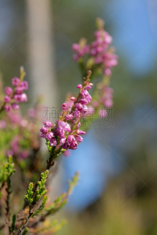 特写,石南花,垂直画幅,枝繁叶茂,石南科灌木,无人,夏天,户外,植物,彩色图片