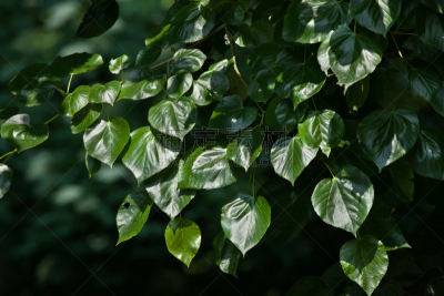 欧锻树,白色人种,水平画幅,克里米亚,无人,夏天,户外,白人,转基因,特写