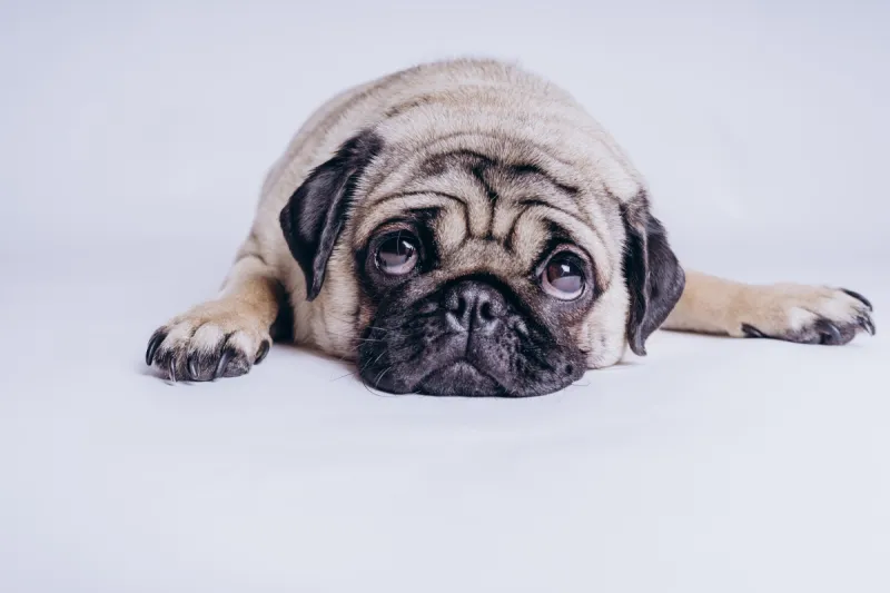 狗 巴哥犬 白色背景 可爱的 纯种犬 背景分离 肖像 脊椎动物 哺乳纲 哈巴狗图片素材下载 稿定素材 狗 巴哥犬 白色背景 可爱的 纯种犬 背景分离 肖像 脊椎动物 哺乳纲 哈巴狗图片素材下载 稿定素材