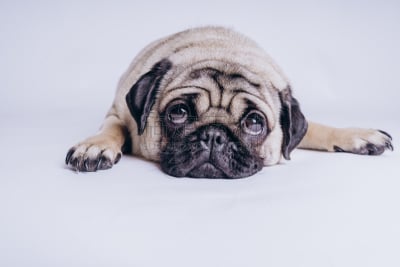 狗,巴哥犬,白色背景,可爱的,纯种犬,背景分离,肖像,脊椎动物,哺乳纲,哈巴狗