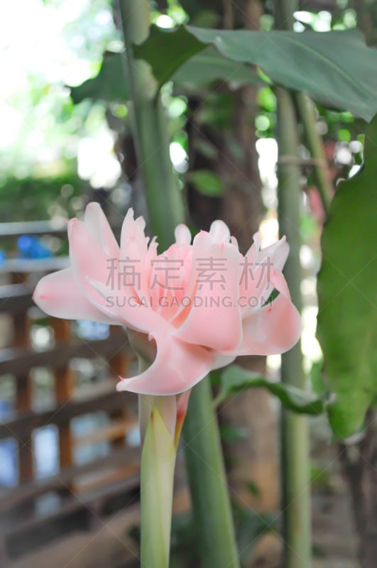 垂直画幅,无人,户外,泰国,torch ginger,植物,清新,粉色,花朵,花瓣