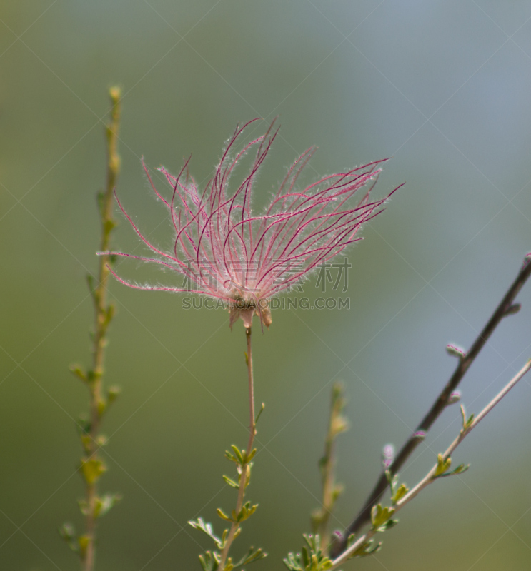 Spectacular close-up of the fruit of an Apache Plume shrub or Fallugia Paradoxa