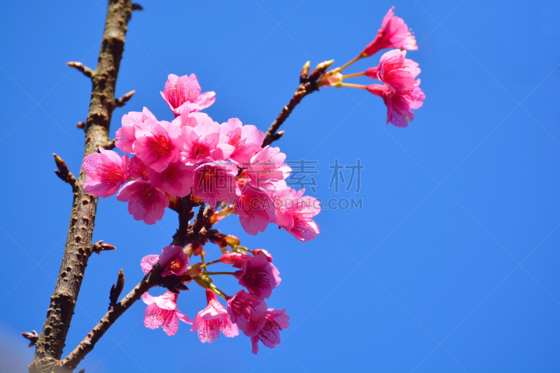 樱之花,自然,水平画幅,无人,日本,特写,兼六园,3到4个月,亚洲,清新