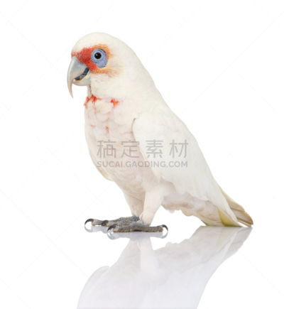 长嘴凤头鹦鹉,垂直画幅,无人,美冠鹦鹉,侧面像,鸟类,异国情调,彩色图片,灰色,粉红凤头鹦鹉