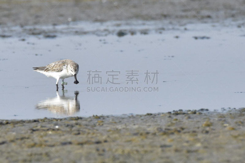 匙形喙矶鹞,自然,野生动物,水平画幅,无人,动物,鸟类,壁纸,摄影