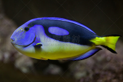 粉蓝颊纹鼻鱼,动物主题,海洋生命,热带气候,世界遗产,野生动物,一只动物,印度洋,indopacific ocean,蓝刺尾鱼