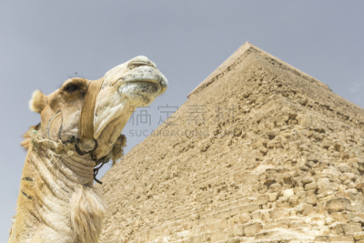 吉萨金字塔群,吉萨,非凡的,开罗,古王国金字塔,khafre,埃及的种族,胡夫金字塔,北非人,古埃及文明