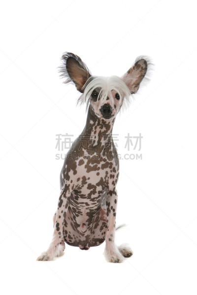 垂直画幅,褐色,纯种犬,家畜,无人,白色背景,背景分离,一只动物,白色