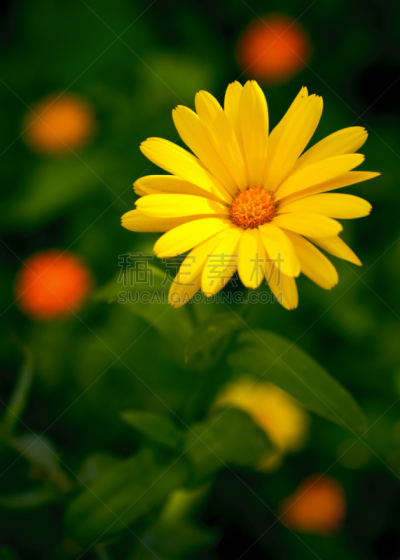 自然美,黄色,雏菊,茼蒿菊,自然,垂直画幅,草地,绿色,色彩鲜艳,夏天