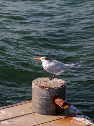 商用码头,燕鸥,日光浴,船,商务,热,海港,野生动物,开曼群岛,动物