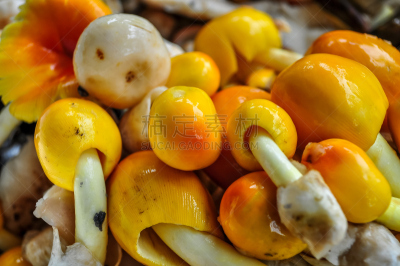 蘑菇,黄色,自然,水平画幅,有机食品,真菌和霉菌,食用菌,花蕾,白色,真菌