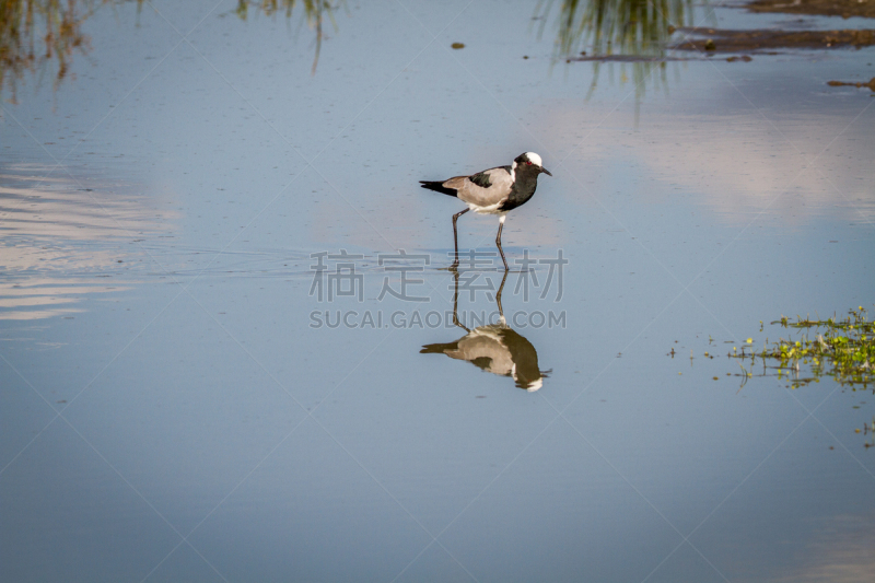 铁匠,麦鸡亚科,水,水平画幅,鸟类,户外,翎毛,鸻,自然,原野