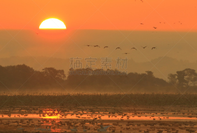 早晨,izunuma,水,天空,水平画幅,无人,鸟类,野外动物,沼泽,户外