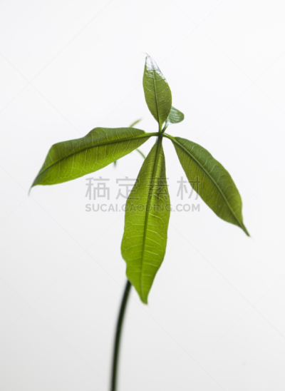 清新,叶子,绿色,自然,垂直画幅,太空,枝繁叶茂,秧苗,无人,抽象