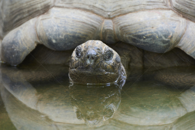 阿尔达布拉陆龟,巨型龟,自然,水,野生动物,美国,水平画幅,动物,野外动物,肖像