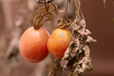 死亡的植物,西红柿,植物,枯萎的,褐色,水平画幅,生食,维生素,夏天,户外