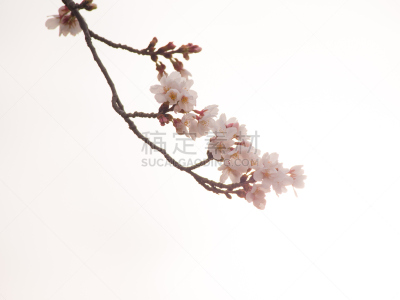 天空,樱桃树,背景,吉野山,美,留白,水平画幅,樱花,樱桃,优美