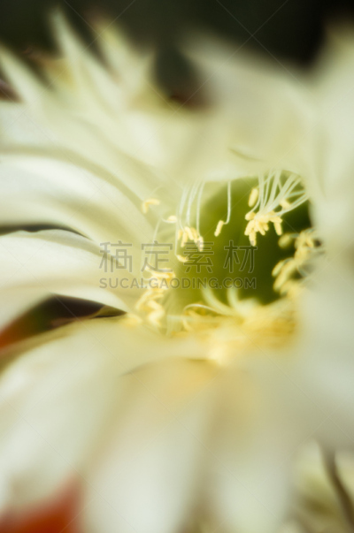 仙人掌,桶仙人掌,垂直画幅,芳香的,下水塞,装管,荆棘,尖利,夏天,干的