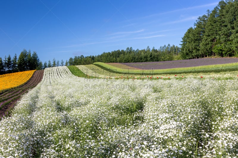 日本,富良野盆地,北海道,芳香的,水平画幅,山,无人,夏天,户外,植物