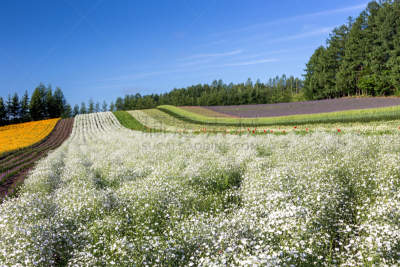 日本,富良野盆地,北海道,芳香的,水平画幅,山,无人,夏天,户外,植物