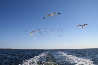 索洛维茨基群岛,天空,领导能力,风,水平画幅,鸟类,动物身体部位,野外动物,户外,自由