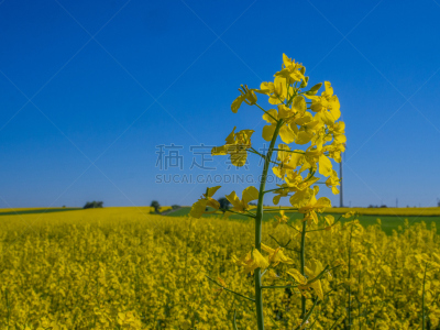 油菜花,田地,云景,波兰,波兰语,云,农场,螺旋弹簧,户外,草地