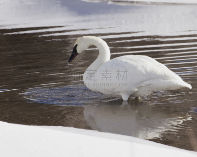 水,trumpeter swan,自然,宁静,野生动物,水平画幅,雪,无人,怀俄明,鸟类