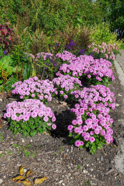 紫色,菊花,园林,草,色彩鲜艳,植物,户外,晴朗,阿西尼博因公园,庭院