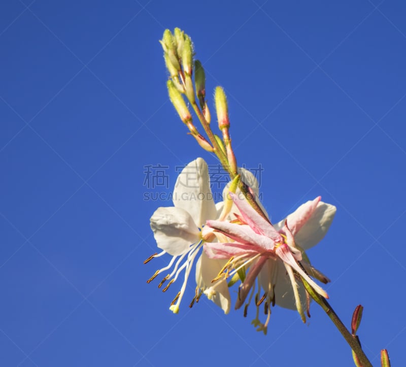 春天,仅一朵花,天空,留白,水平画幅,无人,蓝色,夜来香,蓝色背景,植物茎