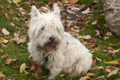 苏格兰粗毛猎狐犬,特写,自然,水平画幅,小的,可爱的,秋天,无人,梗犬,户外