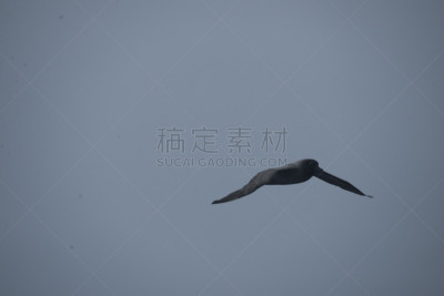南冰洋,在上面,美国,水平画幅,无人,鸟类,海鸥,简单,海洋,摄影