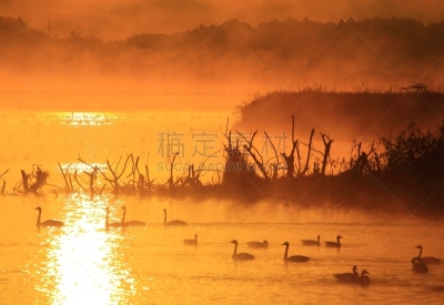 沼泽,长春花属,水,水平画幅,无人,鸟类,早晨,水库,户外,水禽