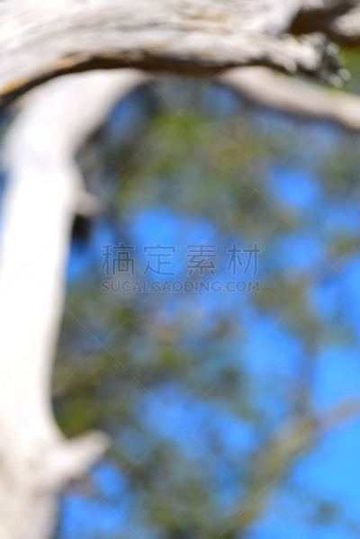 天空,风化的,死的,散焦,枝,背景,枝繁叶茂,橡树,垂直画幅,美国