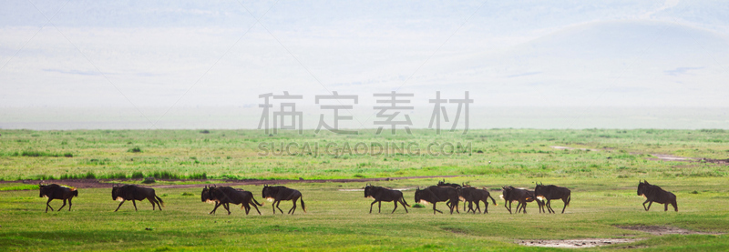 恩戈罗恩戈罗火山口,非洲大羚,自然,野生动物,颈,水平画幅,萨凡纳港市,南美大草原,斑马,全景