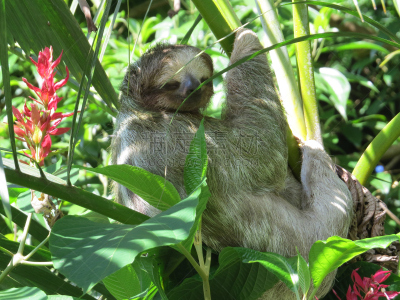 三趾树懒,tortuguero national park,里蒙省,哺乳纲,野生动物,水平画幅,无人,野外动物,户外,哥斯达黎加