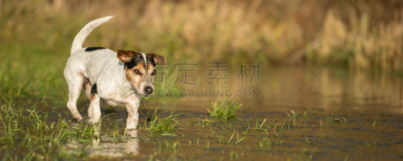 狗,草地,季节,水,杰克拉瑟短腿犬,可爱的,水坑,12岁到13岁,跑,感冒