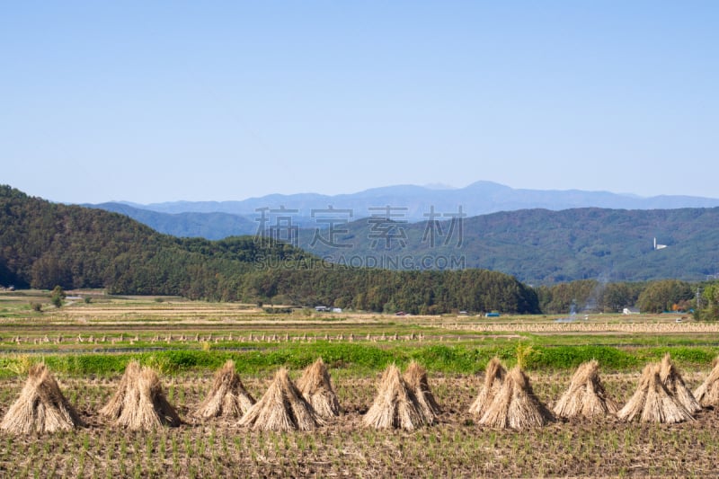 稻,天空,稻草,田地,农业,迷宫游戏,十月,有序,并排,长野县