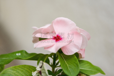 一个物体,特写,仅一朵花,长春花属,脆弱,华丽的,对称,禅宗,植物,晴朗