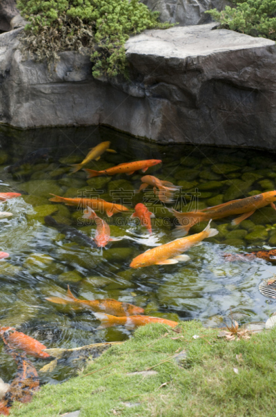 锦鲤,池塘,鱼类,垂直画幅,水,草原,橙色,岩石,仅日本人,户外