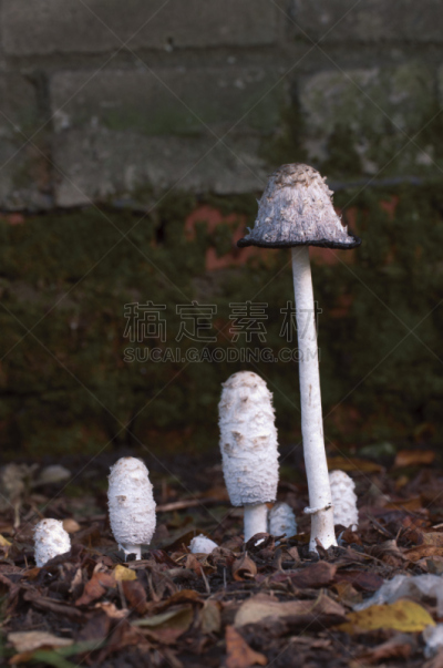 蘑菇,鸡腿菇,笔帽状蘑菇,毛茸茸的毛皮,鬃毛,垂直画幅,秋天,户外,特写,食用菌