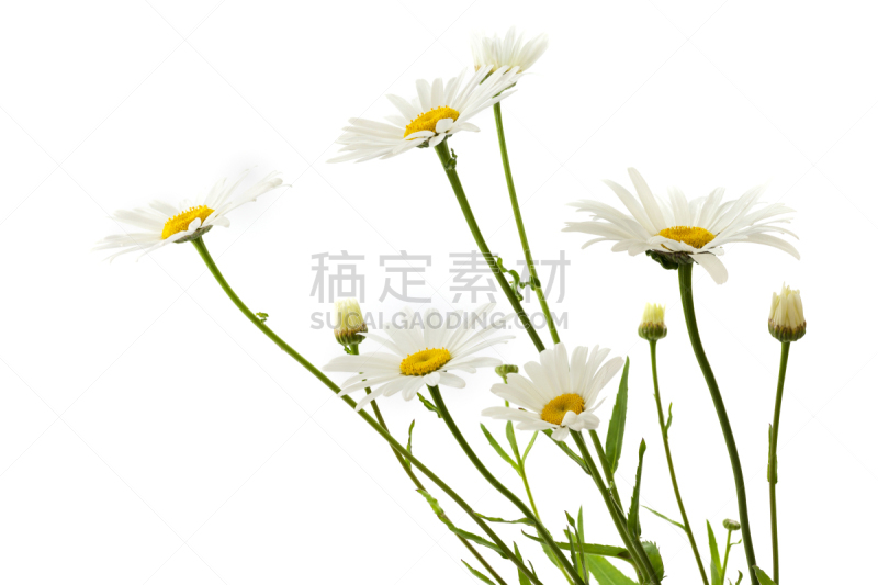 雏菊,茼蒿菊,自然,水平画幅,绿色,无人,白色背景,背景分离,白色,春天