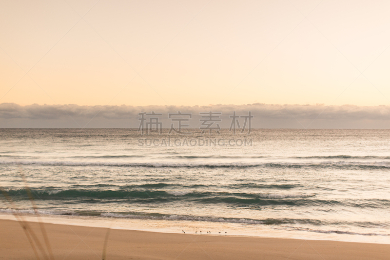 海滩,鸟类,小的,正面视角,天空,风,沙子,棕榈沙滩镇,光,棕榈树