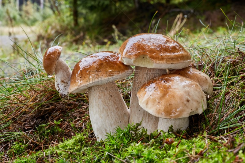 真菌,野外动物,美味牛肝菌,褐色,水平画幅,素食,生食,户外,针叶,特写