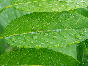 水,叶子,绿色,水滴,自然美,番荔枝,水平画幅,纹理效果,无人,湿