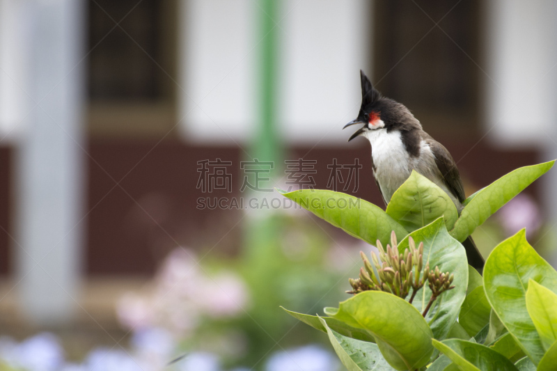 红耳鹎,水平画幅,无人,鸟类,城市,毛里求斯,白昼,摄影,码